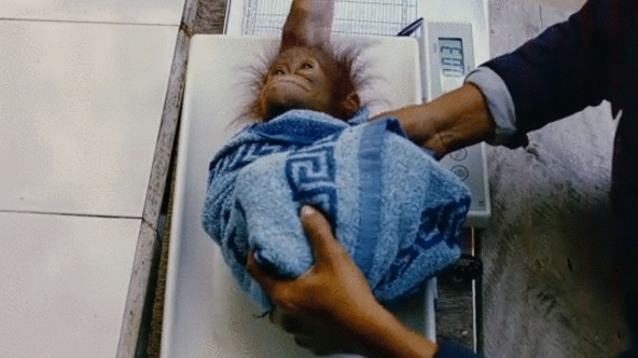 Photo from the movie Born to Be Wild