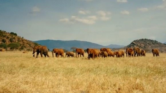 Photo from the movie Born to Be Wild