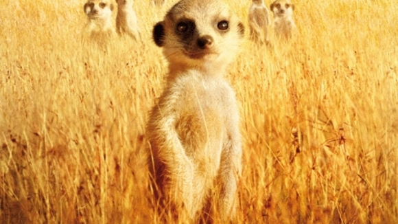 Photo du film The Meerkats