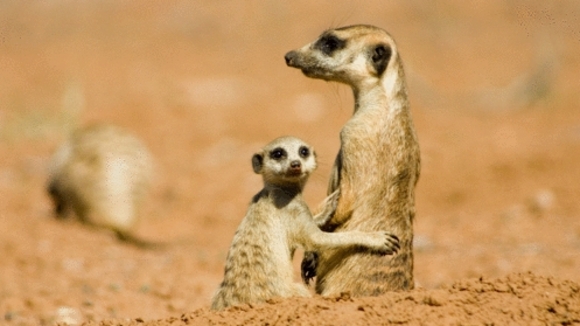 Photo du film The Meerkats