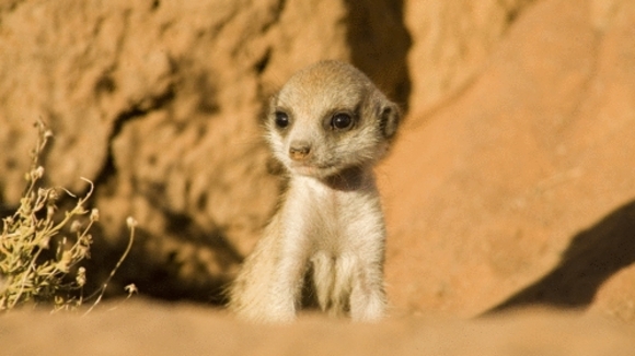 Photo du film The Meerkats