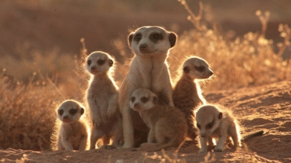 Photo du film The Meerkats