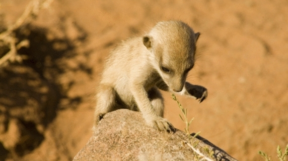 Photo du film The Meerkats