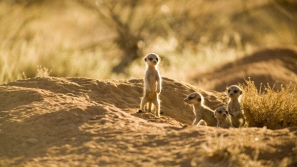 Photo du film The Meerkats