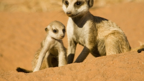 Photo du film The Meerkats