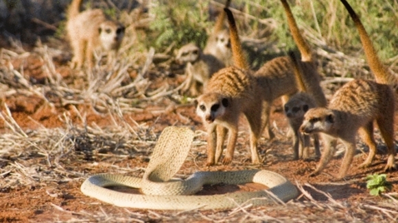 Photo du film The Meerkats