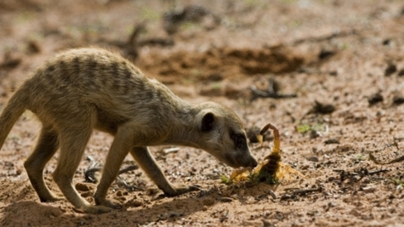 Photo du film The Meerkats