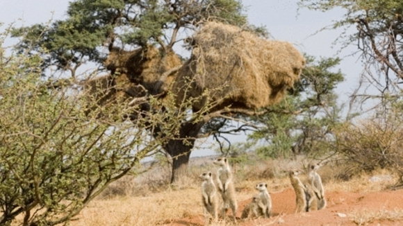 Photo du film The Meerkats