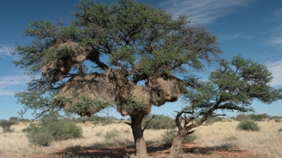 Photo du film The Meerkats