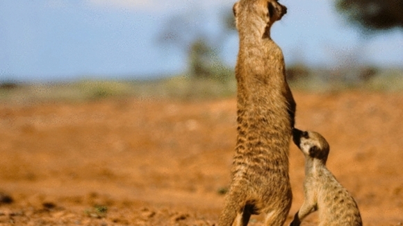 Photo du film The Meerkats