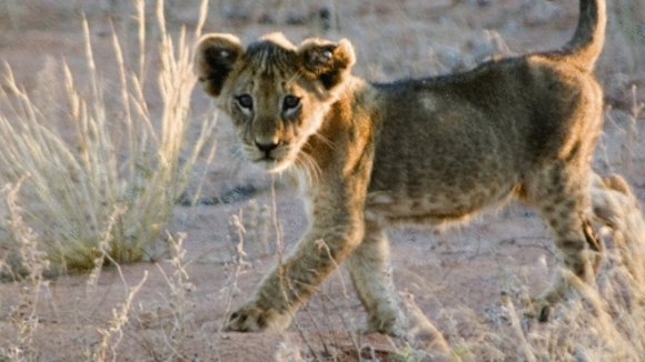 Photo du film The Meerkats