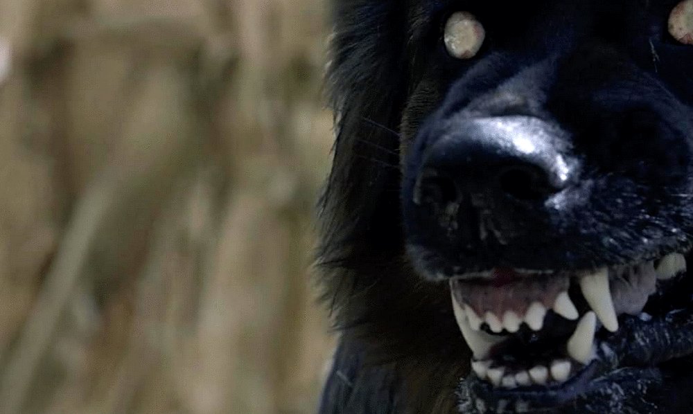 Photo from the movie The Dogs [2025]