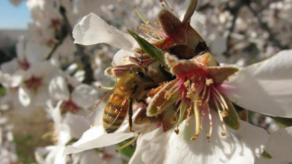 Photo du film Des abeilles et des hommes