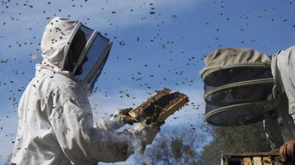 Photo du film Des abeilles et des hommes