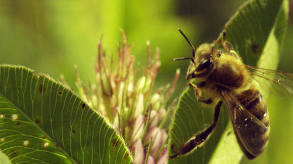 Photo du film Des abeilles et des hommes