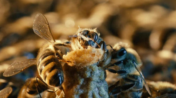 Photo du film Des abeilles et des hommes