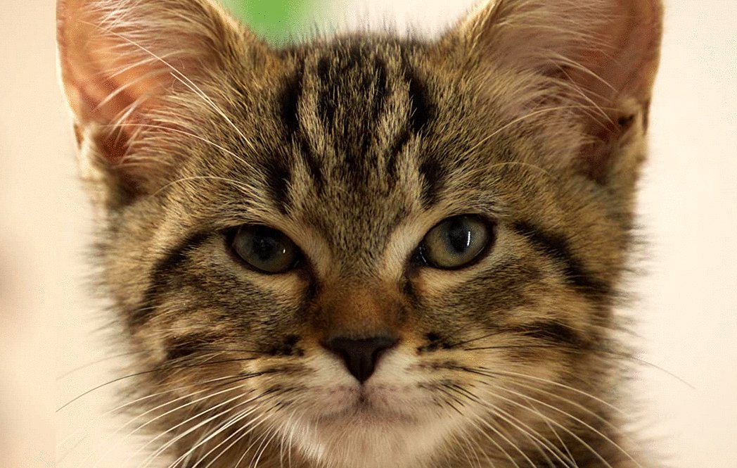 Photo from the movie A Cat's Life [2023]