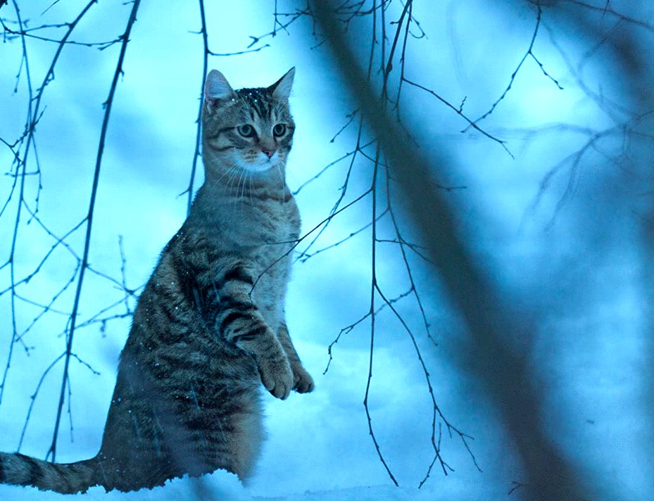 Photo from the movie A Cat's Life [2023]