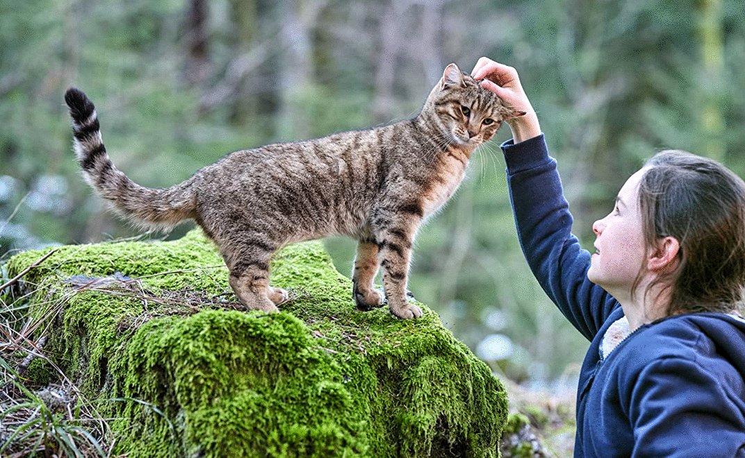 Photo from the movie A Cat's Life [2023]