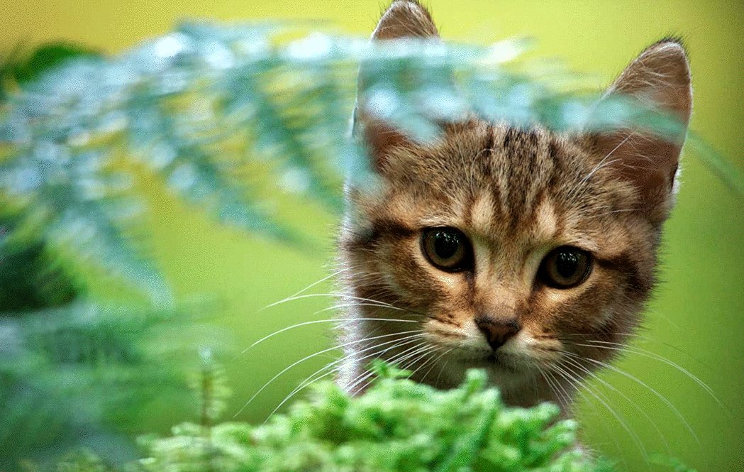 Photo from the movie A Cat's Life [2023]