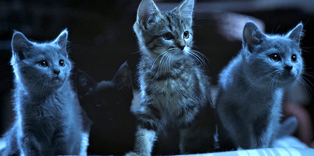 Photo from the movie A Cat's Life [2023]