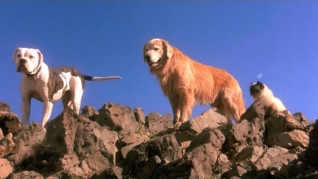 Photo from the movie Homeward Bound: The Incredible Journey