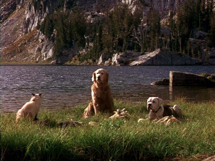 Photo from the movie Homeward Bound: The Incredible Journey