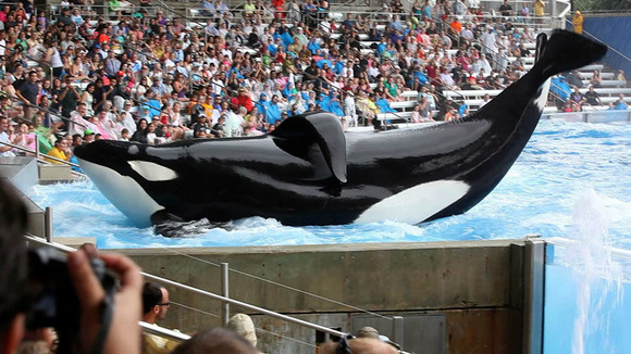 Photo from the movie Blackfish