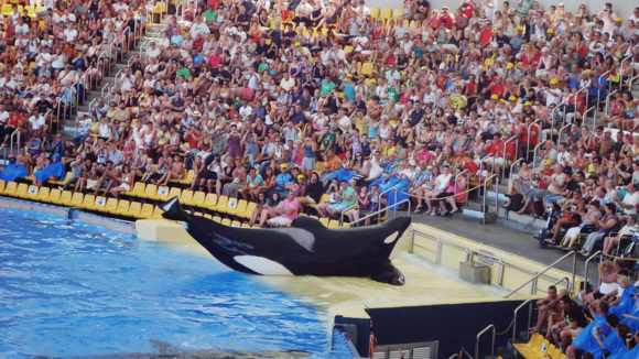 Photo from the movie Blackfish