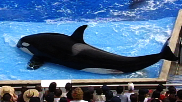 Photo from the movie Blackfish