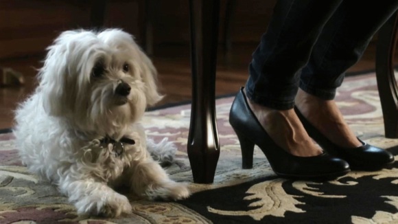 Photo from the movie The Dog Lover