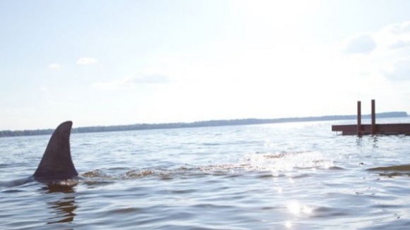 Photo du film Requins