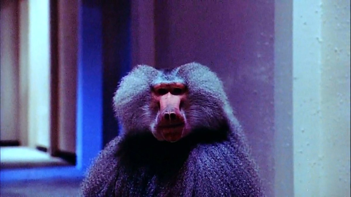 Photo from the movie Shakma