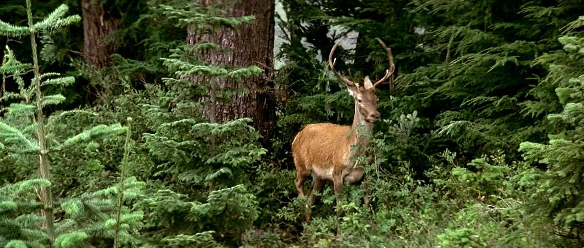 Photo from the movie The Deer Hunter