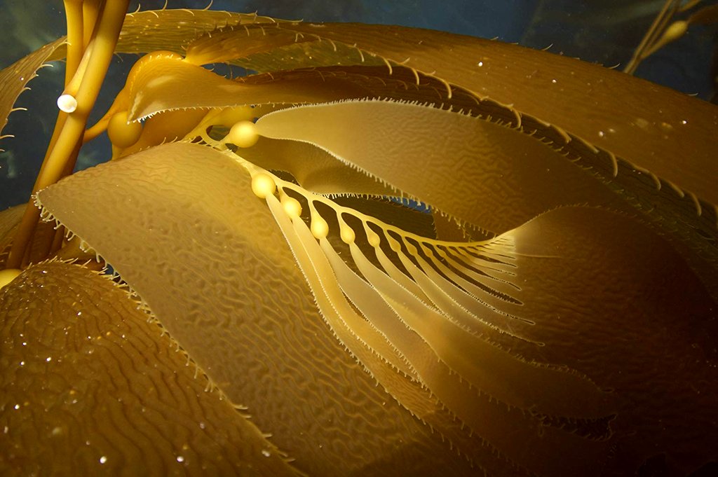 Photo from the movie Our Planet