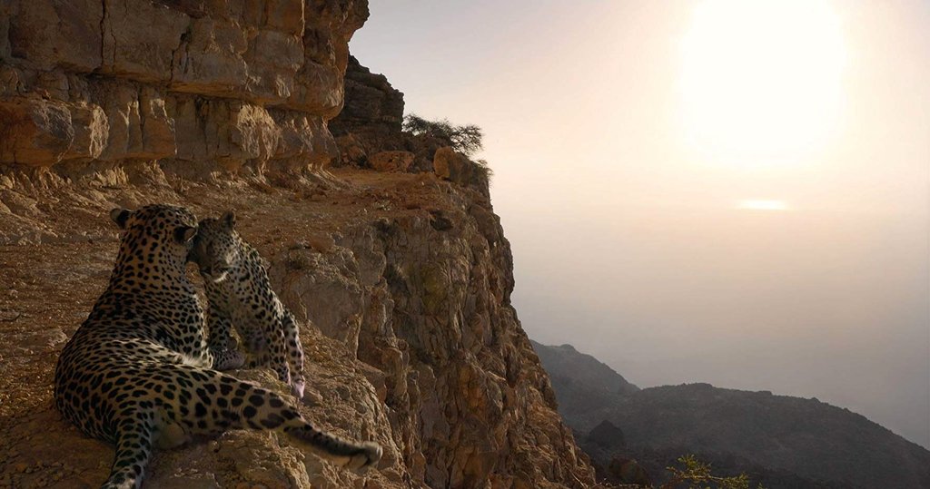 Photo from the movie Our Planet