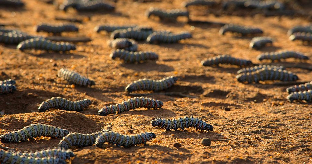 Photo from the movie Our Planet