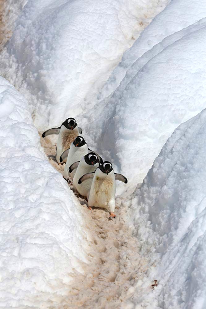 Photo from the movie Our Planet