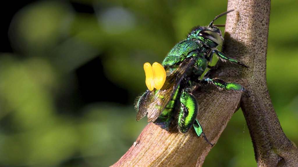 Photo from the movie Our Planet