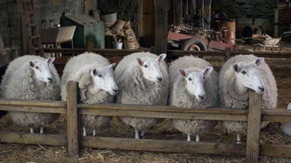 Photo from the movie Charlotte's Web