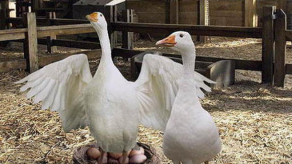 Photo from the movie Charlotte's Web