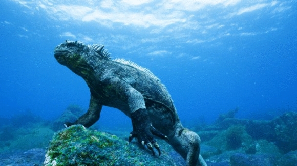 Photo from the movie Galapagos: Nature's Wonderland