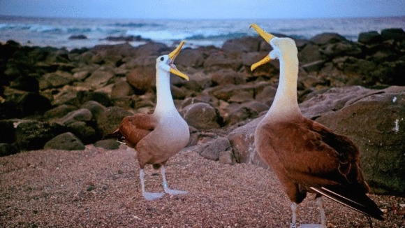 Photo from the movie Galapagos: Nature's Wonderland