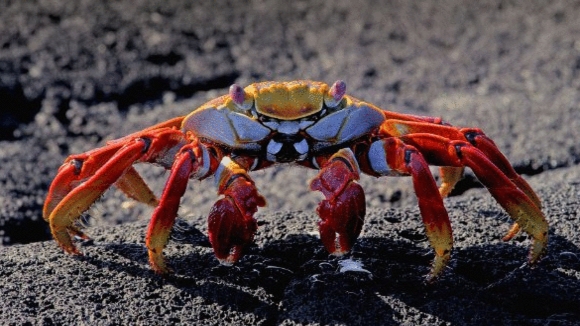 Photo from the movie Galapagos: Nature's Wonderland