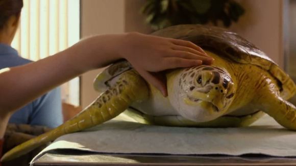 Photo du film Histoire de dauphin 2