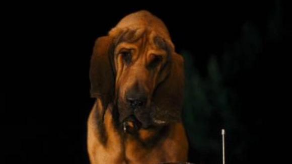 Photo du film Chats et chiens: La revanche de Kitty Galore