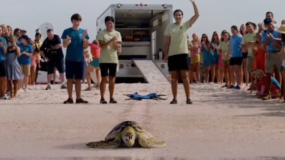 Photo du film Histoire de dauphin 2