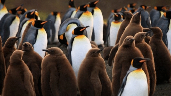 Photo from the movie Penguins