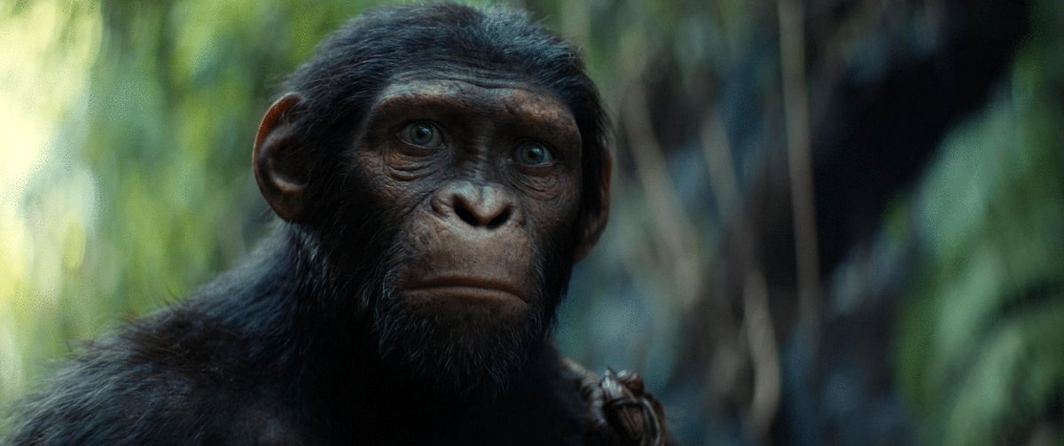 Photo du film Kingdom of the Planet of the Apes