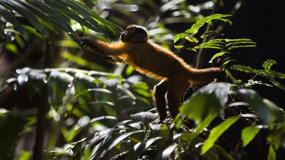 Photo du film Amazonia